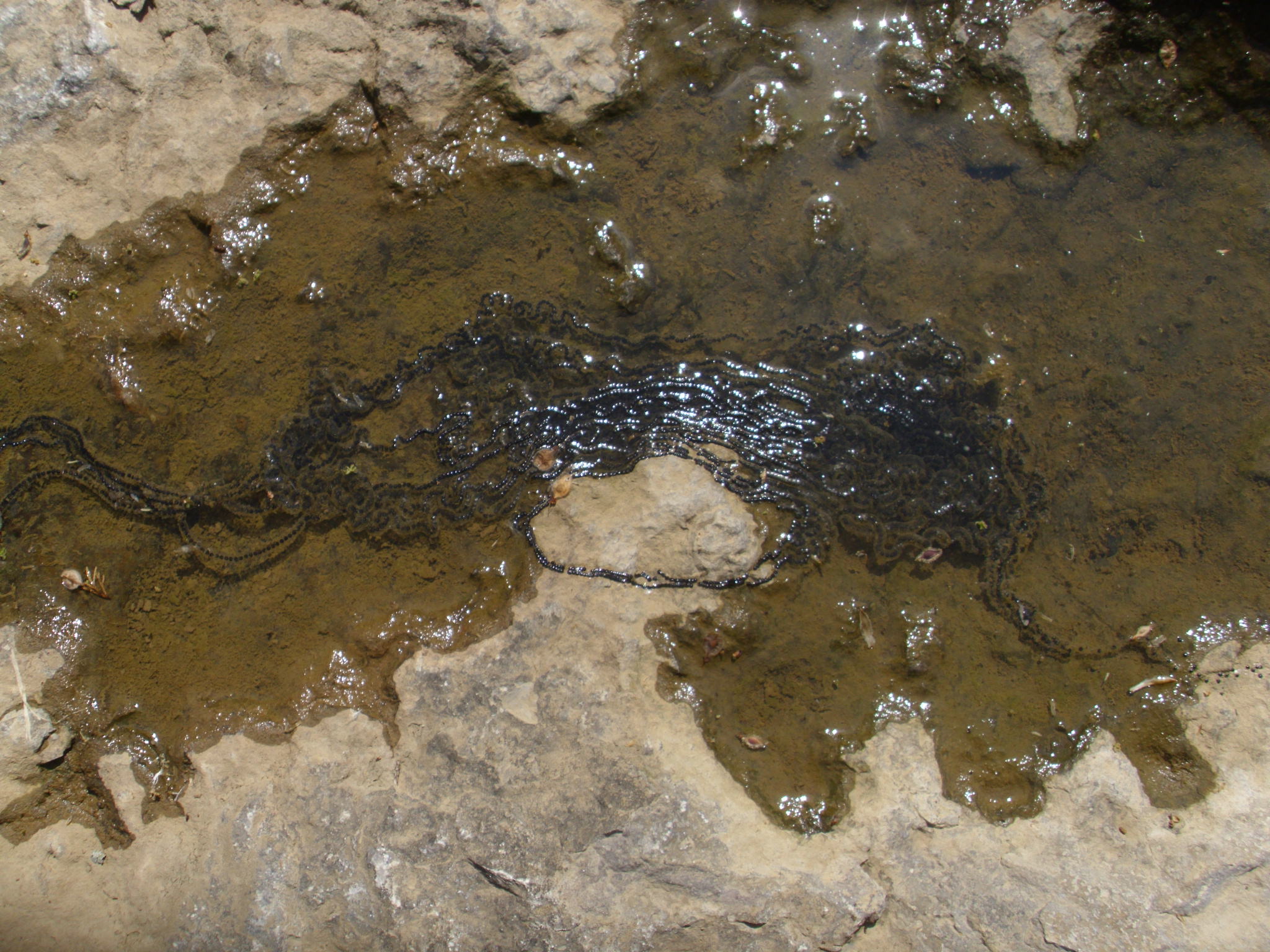 Long String Frog Eggs