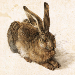 Young_Hare__Durer