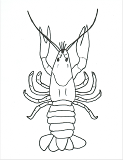 Featured image of post How To Draw A Crawdad we are recommending the best product for